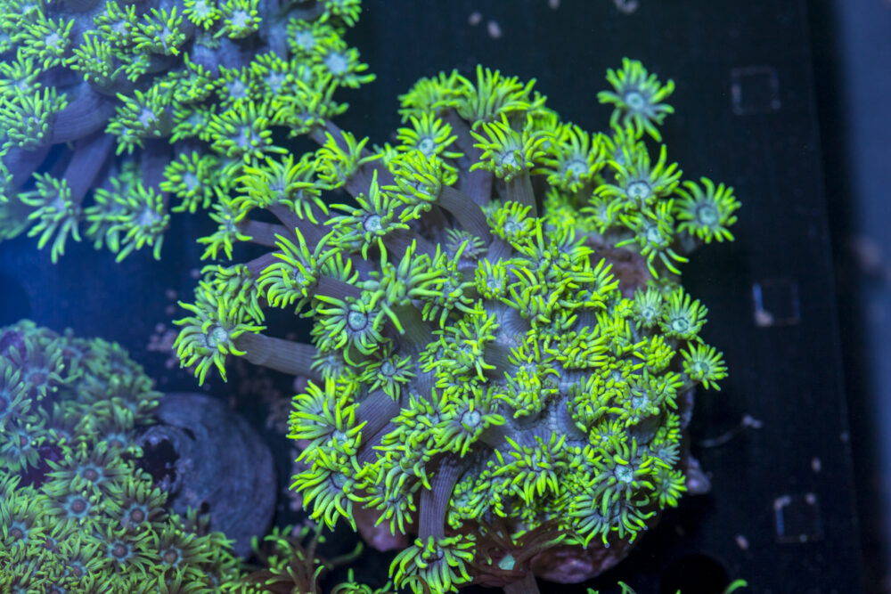 Goniopora