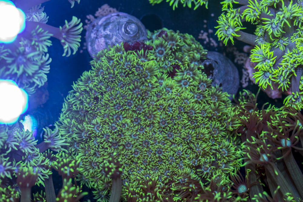 Goniopora