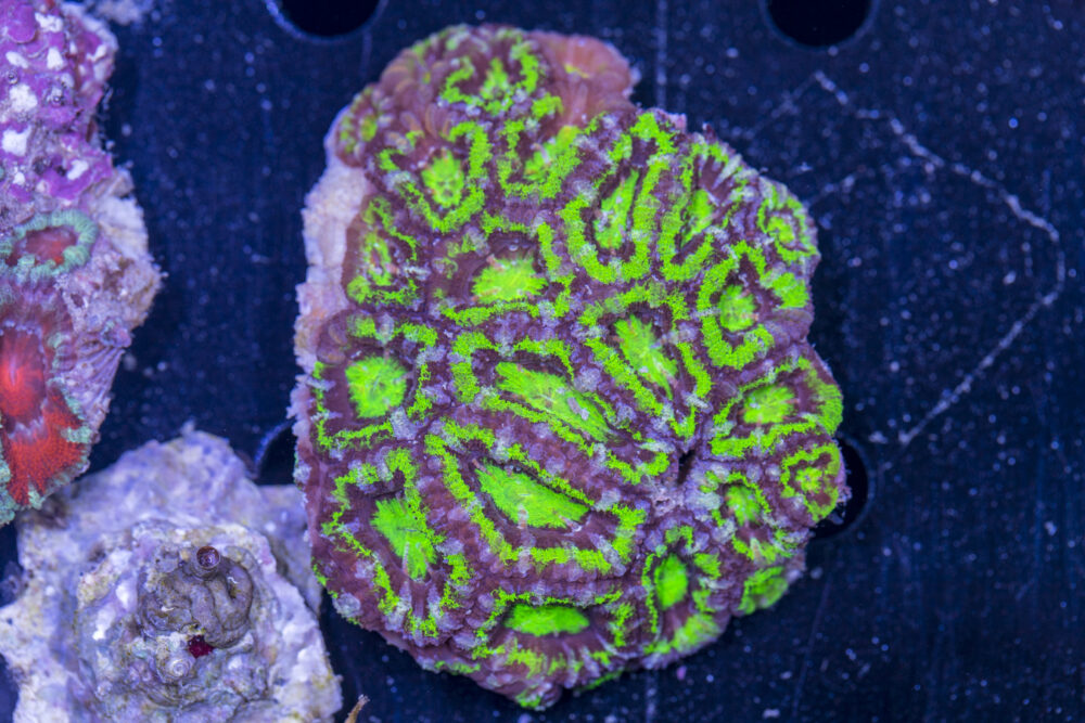 Acan - Lord Howe
