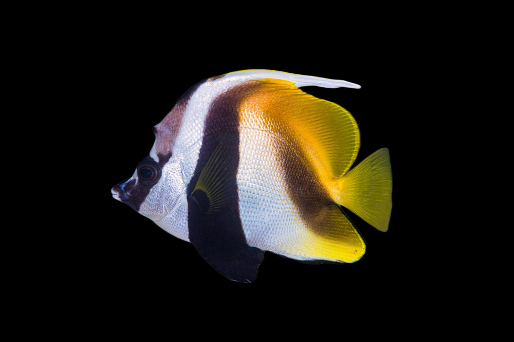 Masked Bannerfish