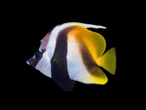 Masked Bannerfish
