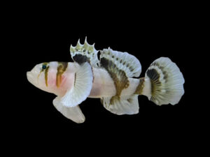 Black Barred Convict Goby - Small (1 - 2cm)