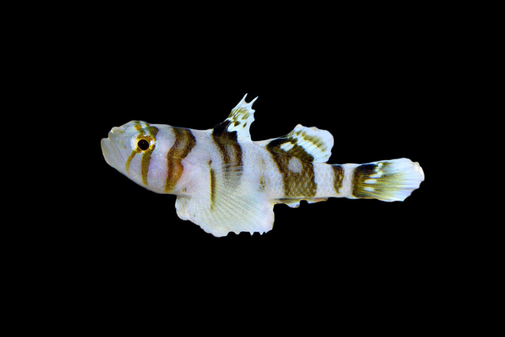 Black Barred Convict Goby