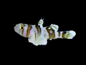 Tiger Reef Goby