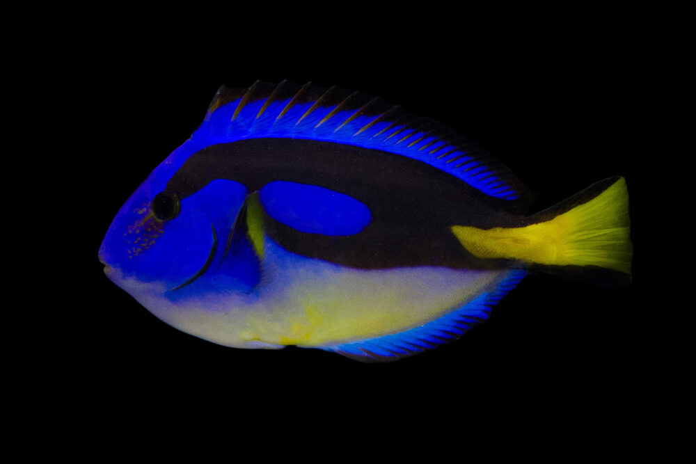 Blue Tang - Yellow Belly