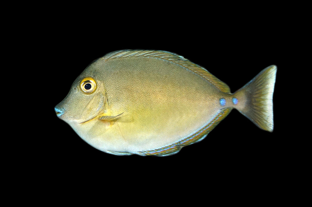 Bluespine Unicorn Tang
