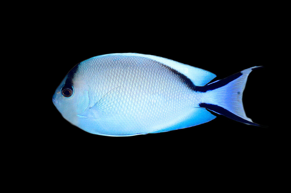 Zebra Angelfish
