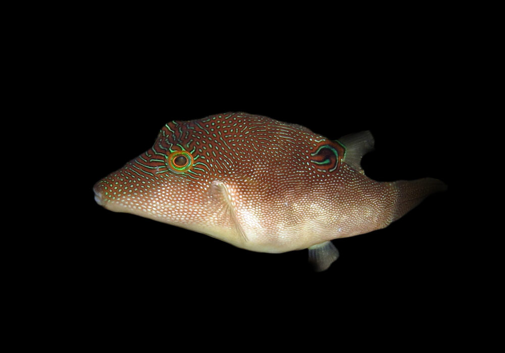 Fingerprint Pufferfish