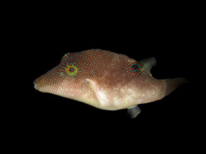 Fingerprint Pufferfish