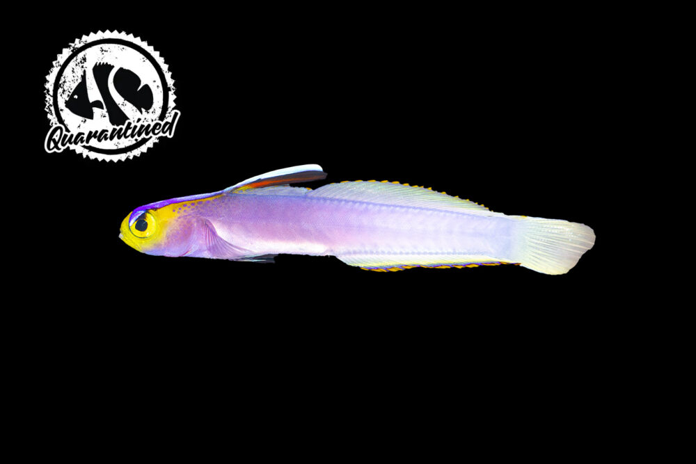 Helfrichi Goby - Quarantined