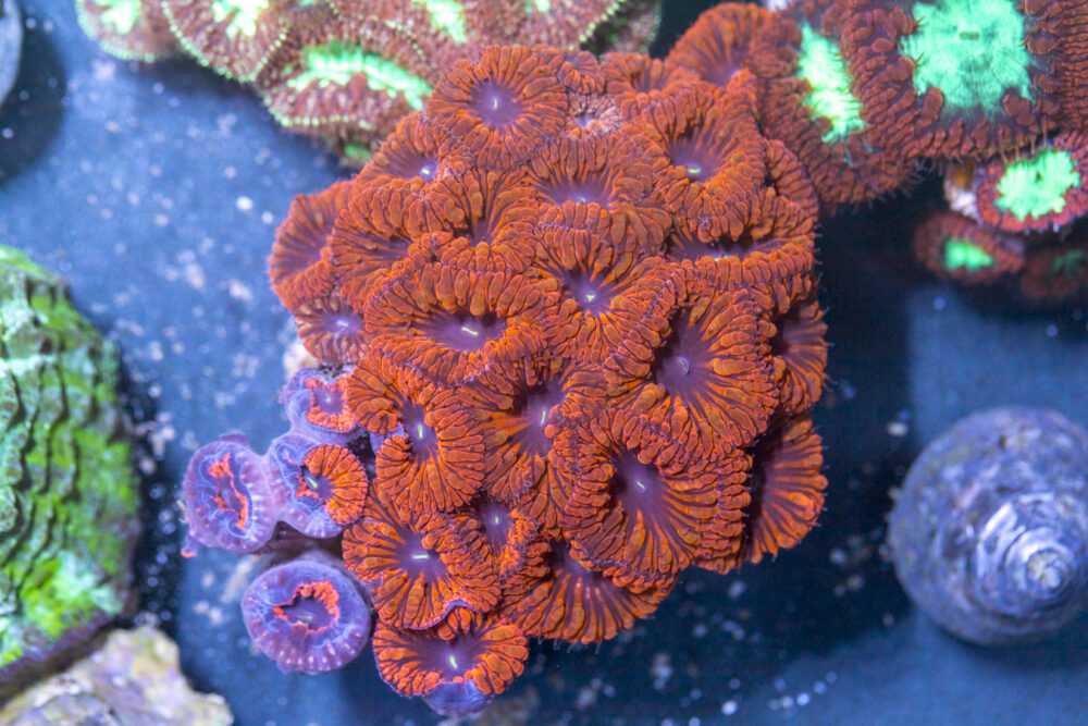 Blastomussa