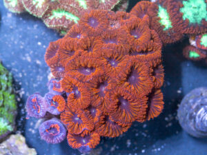 Blastomussa