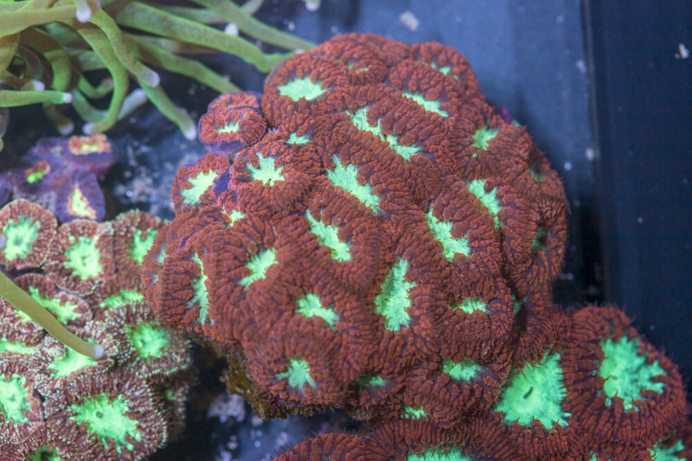 Blastomussa