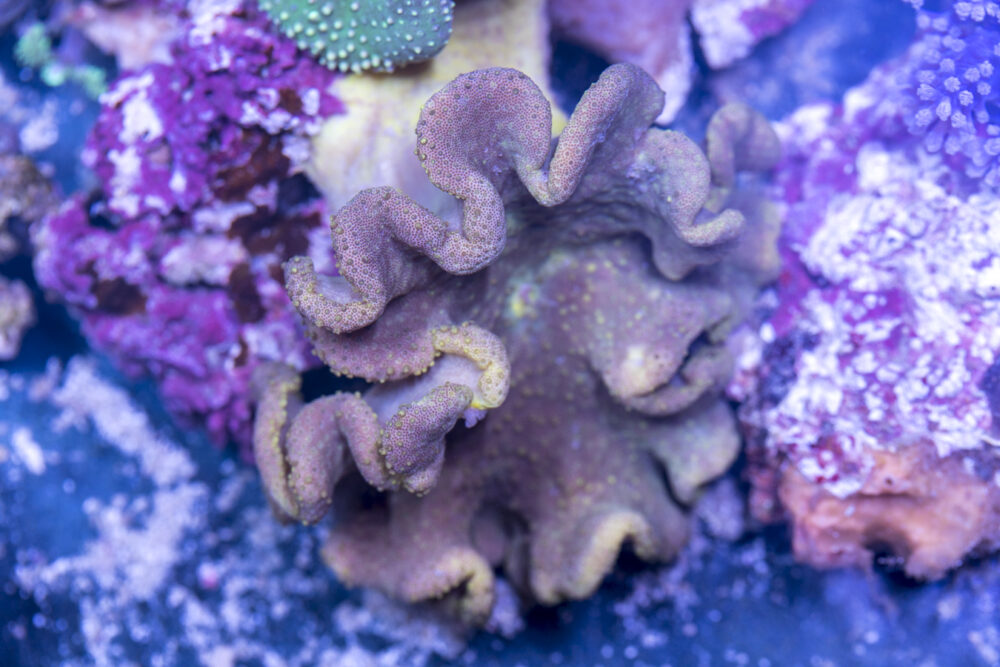 Toadstool Leather