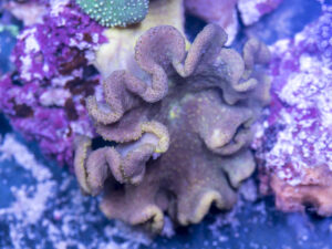 Toadstool Leather
