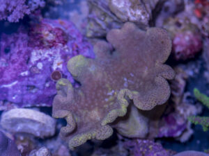 Toadstool Leather