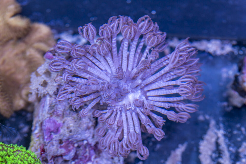 Xenia