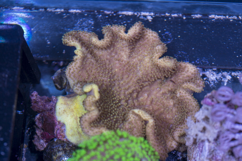Toadstool Leather
