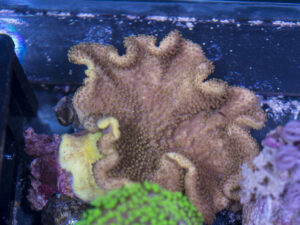 Toadstool Leather