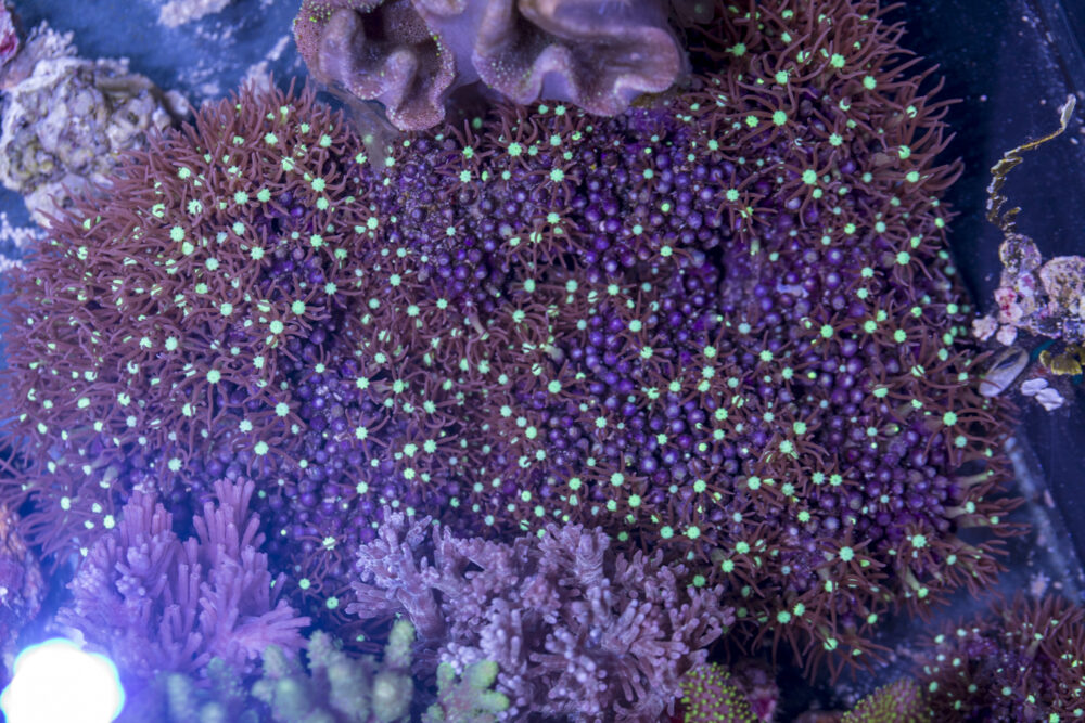 Star Polyp