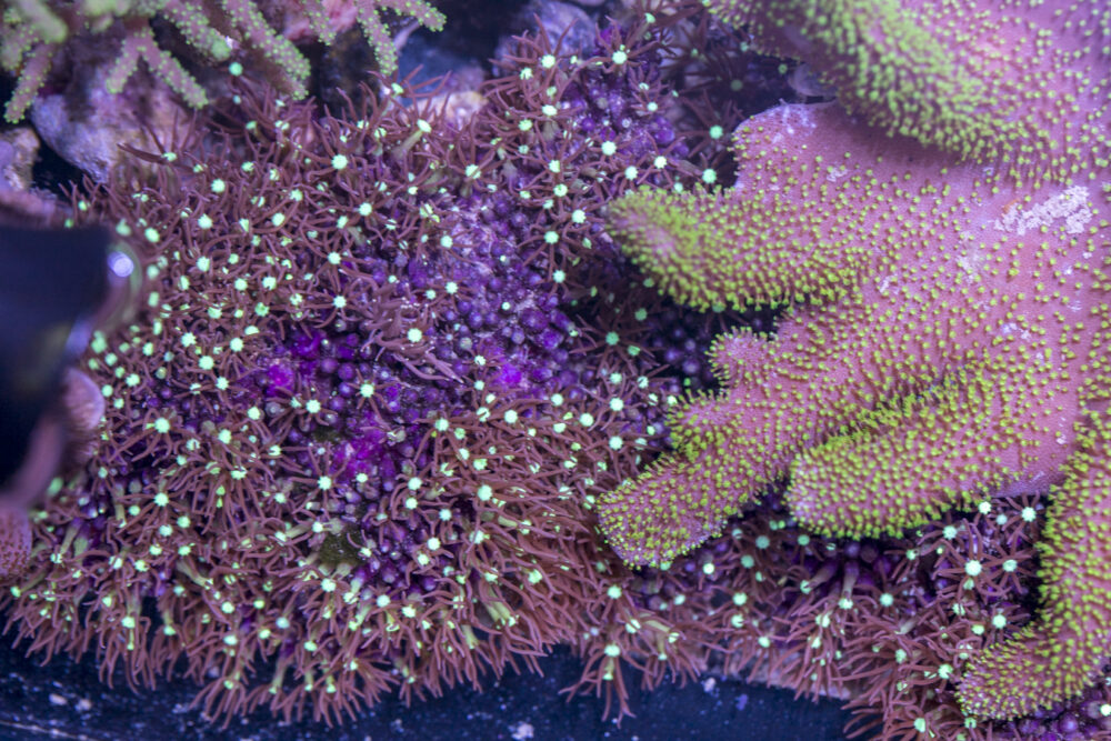 Star Polyp