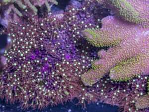 Star Polyp