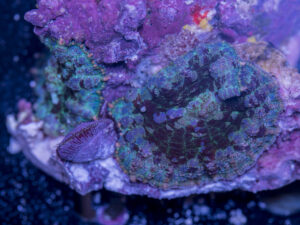 Rhodactus