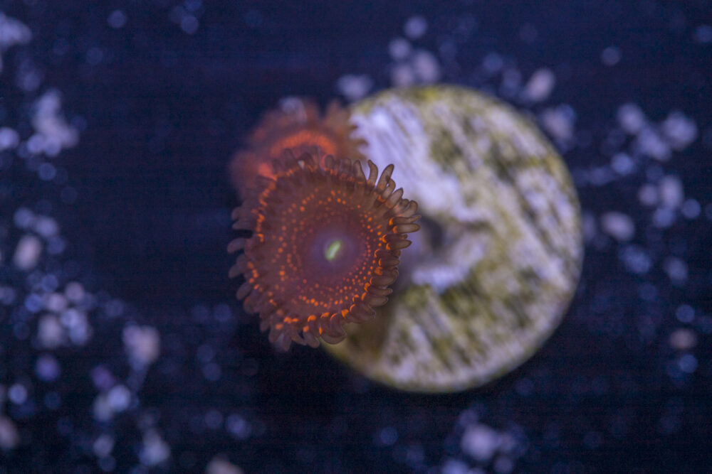 Zoanthids - JF Azz Krak