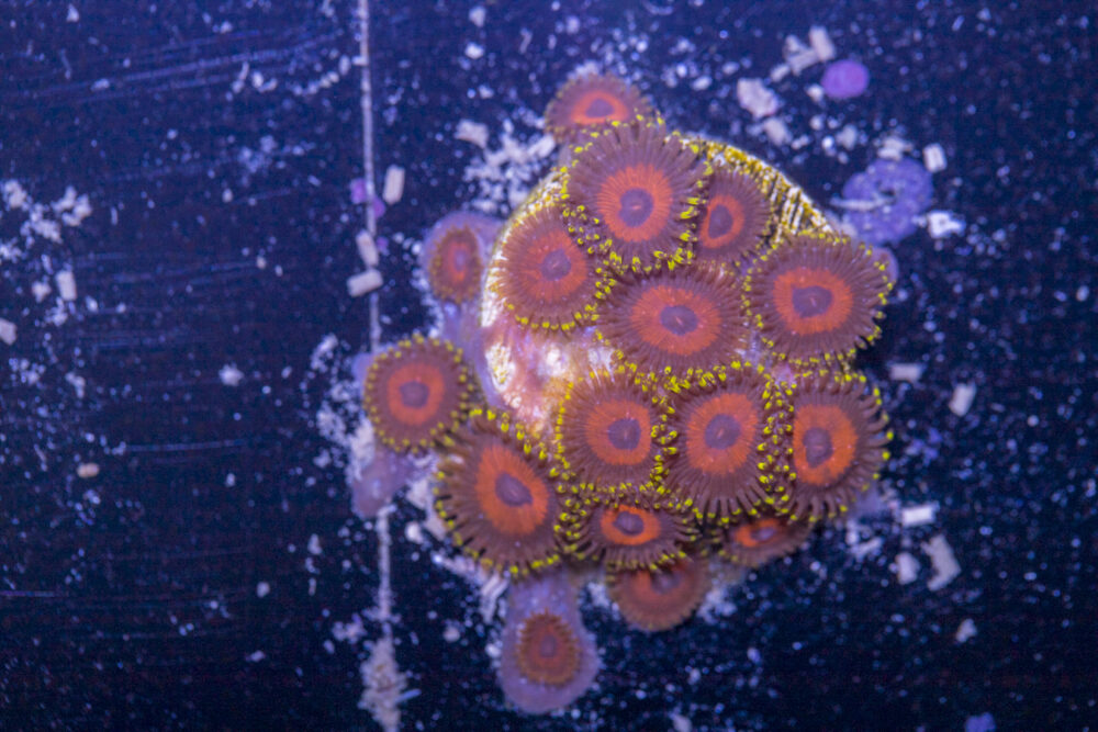 Zoanthids