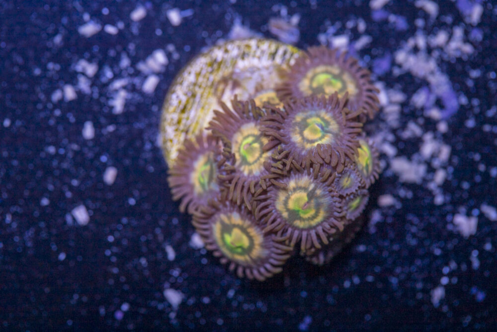 Zoanthids