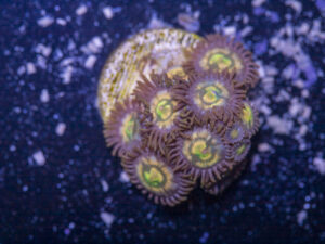 Zoanthids