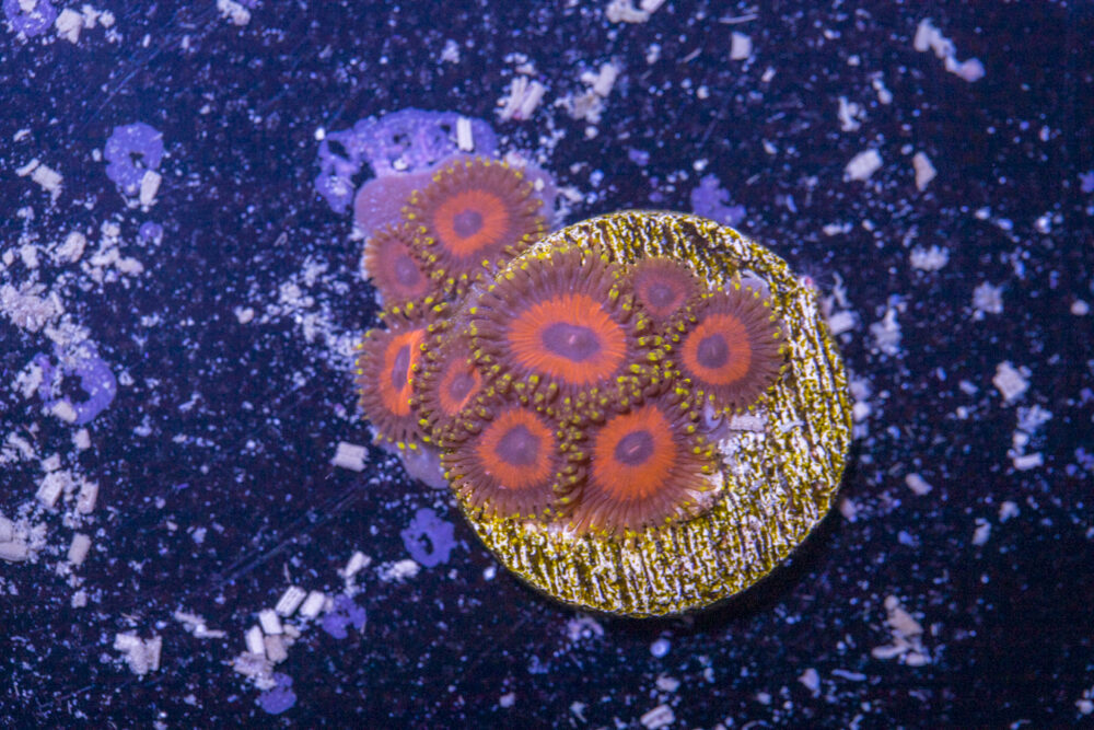 Zoanthids