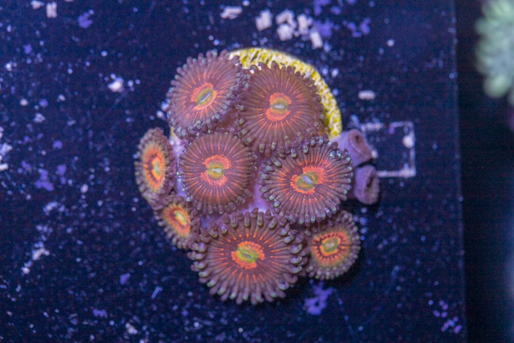 Zoanthids - God of War