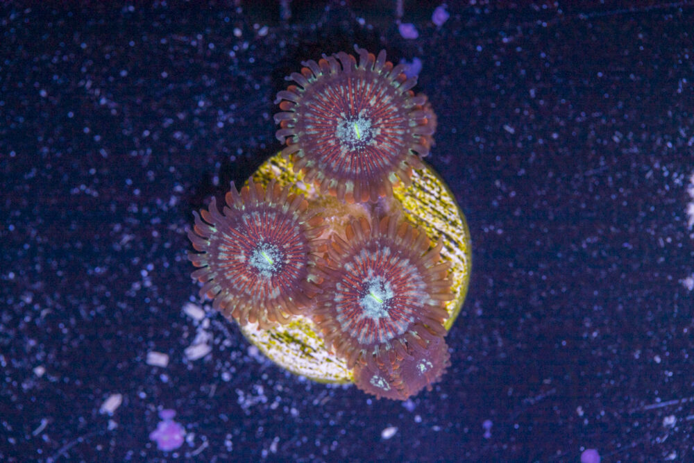Zoanthids - Magician
