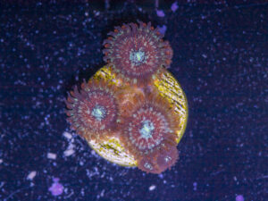 Zoanthids - Magician