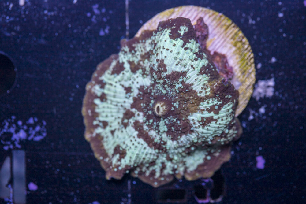 Corallimorph