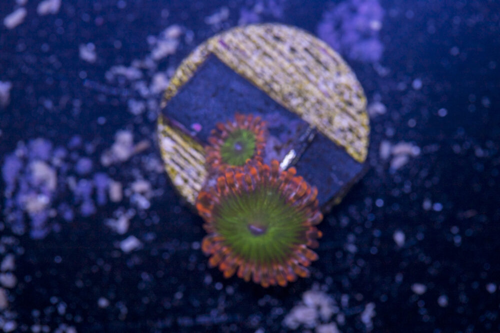 Zoanthids - Electric Oompa Loompa