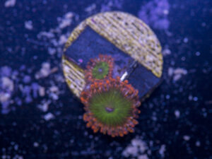 Zoanthids - Electric Oompa Loompa