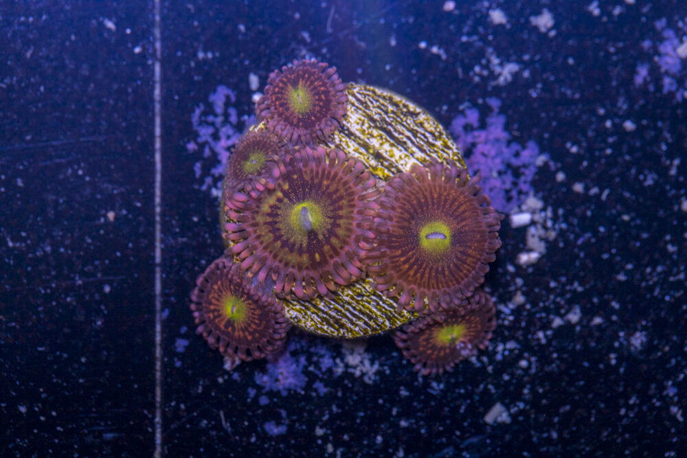 Zoanthids - Alien Anti Venom