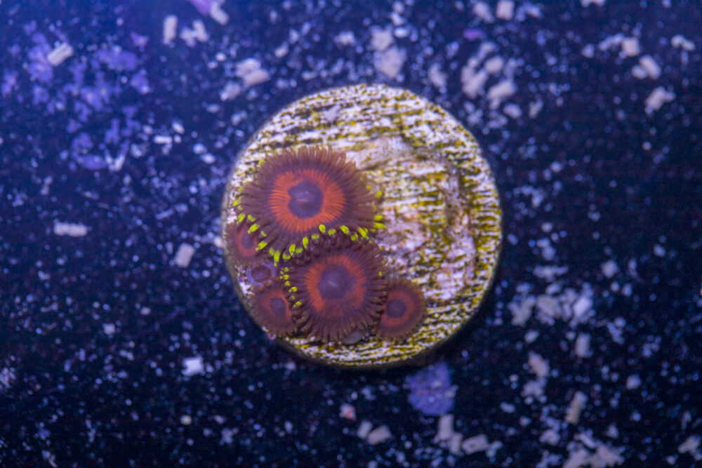 Zoanthids