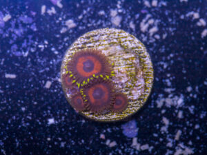 Zoanthids