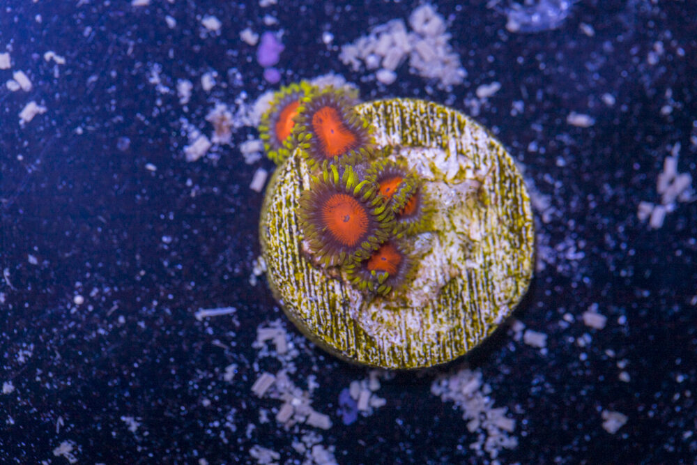 Zoanthids