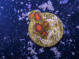 Zoanthids