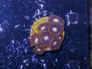 Zoanthids