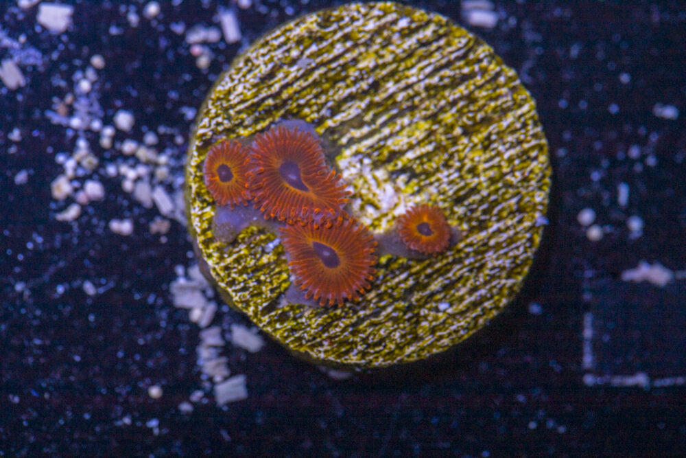 Zoanthids - Diabolique