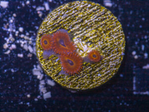 Zoanthids - Diabolique