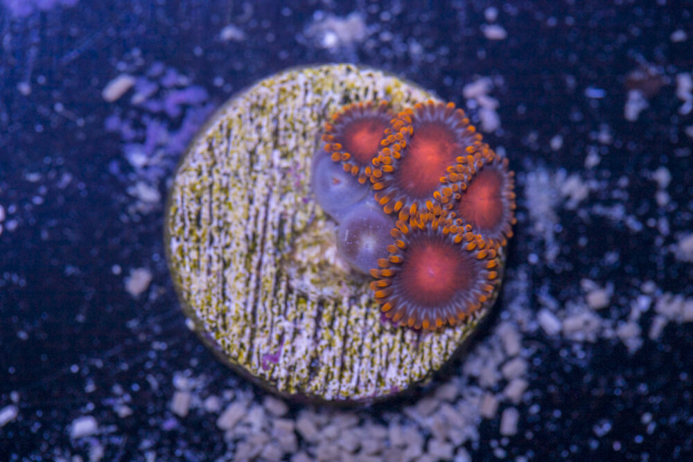 Zoanthids - Bam Bam