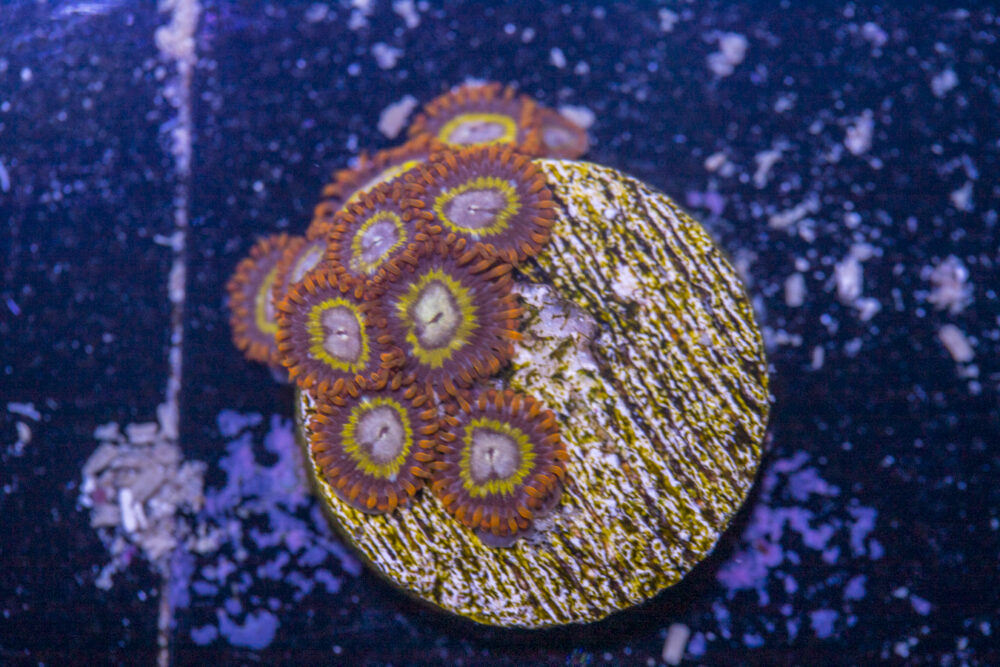Zoanthids - Orange Mandarin
