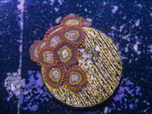 Zoanthids - Orange Mandarin