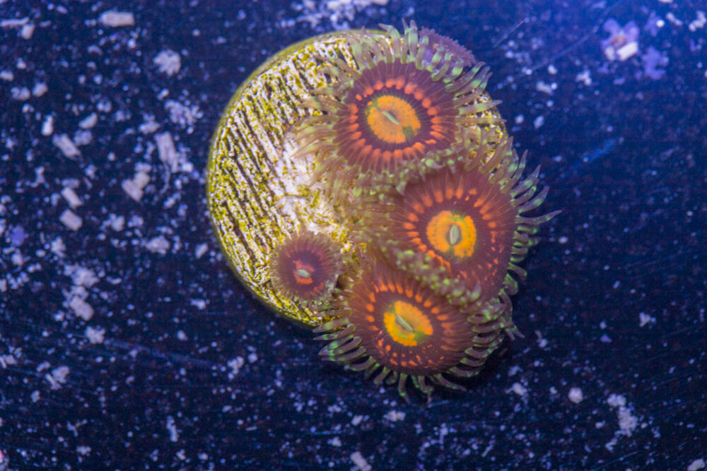 Zoanthids - Rainbow Incinerator